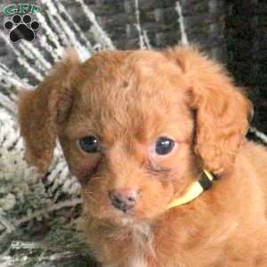 Champ, Cavapoo Puppy