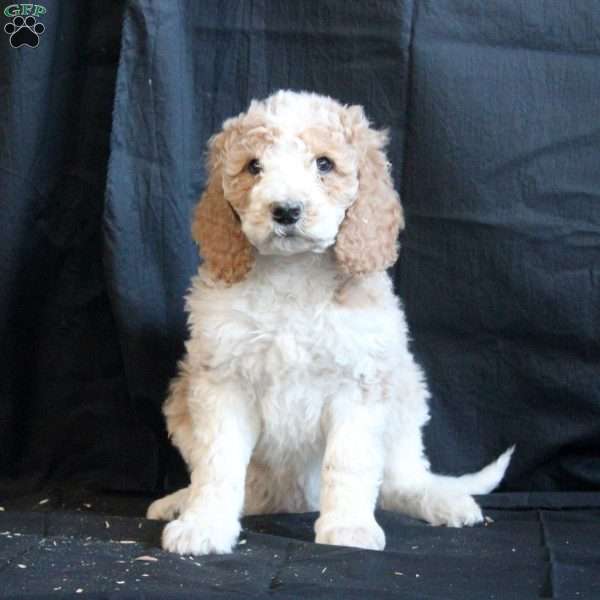 Chance, Goldendoodle Puppy