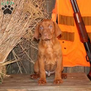 Chance, Vizsla Puppy