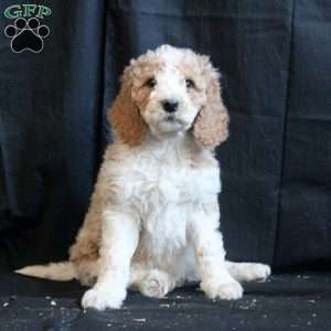 Chance, Goldendoodle Puppy