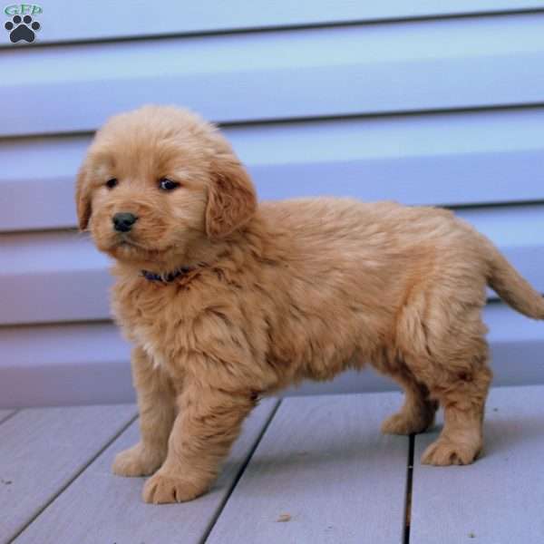 Charles, Golden Retriever Puppy