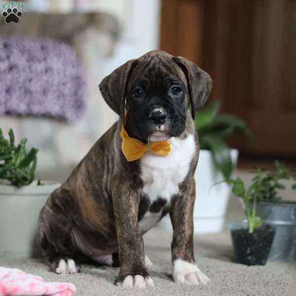 Charlie, Boxer Puppy