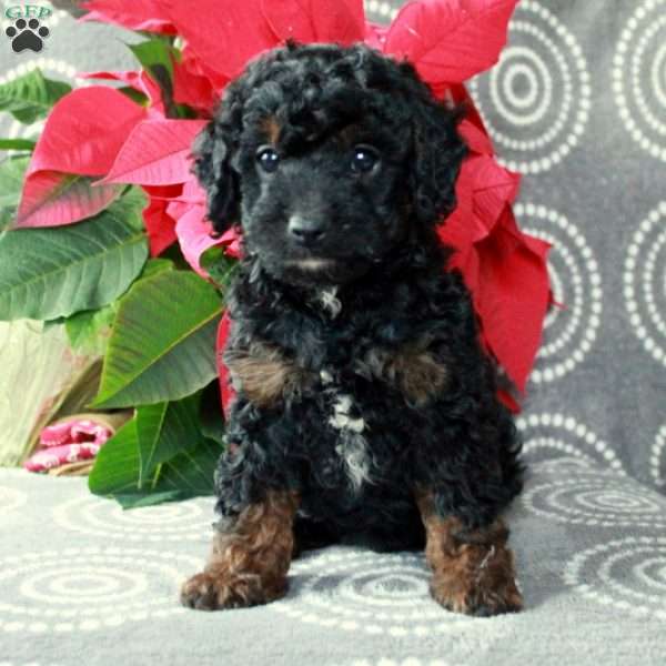 Charlie, Cavapoo Puppy