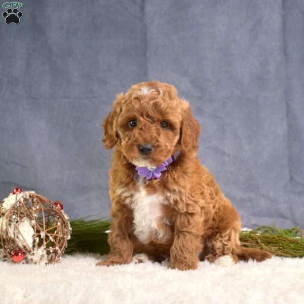 Charlie, Mini Goldendoodle Puppy