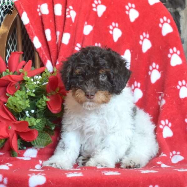 Charlie, Miniature Poodle Puppy