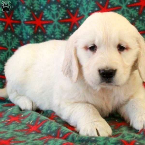 Charlie, English Cream Golden Retriever Puppy