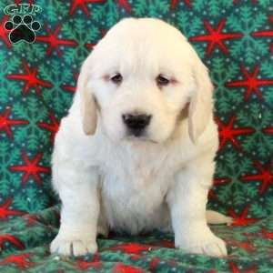 Charlie, English Cream Golden Retriever Puppy