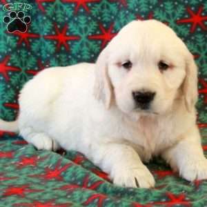 Charlie, English Cream Golden Retriever Puppy