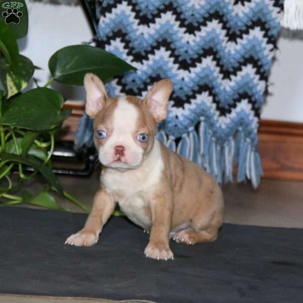 Charlie, Boston Terrier Puppy