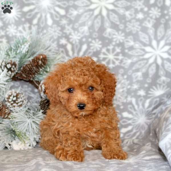 Chase, Cavapoo Puppy