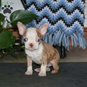 Chase, Boston Terrier Puppy