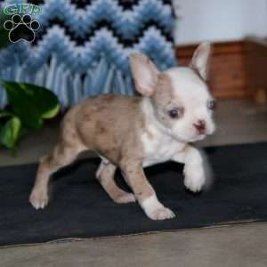 Chase, Boston Terrier Puppy