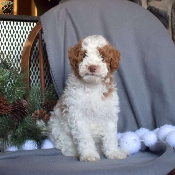 Cheddar, Miniature Poodle Puppy