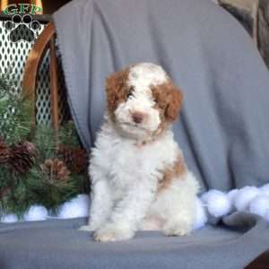 Cheddar, Miniature Poodle Puppy