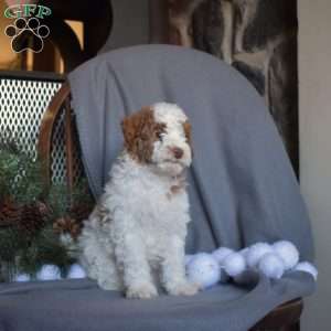 Cheddar, Miniature Poodle Puppy