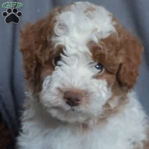 Cheddar, Miniature Poodle Puppy