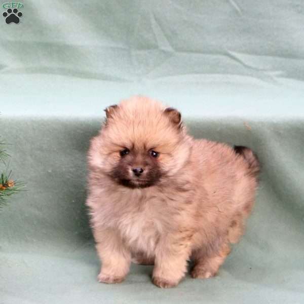 Cheer, Pomeranian Puppy