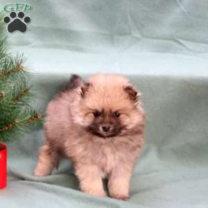 Cheer, Pomeranian Puppy