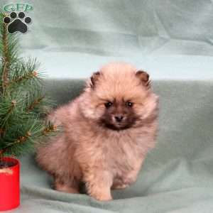 Cheer, Pomeranian Puppy