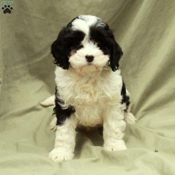 Cheery, Cavapoo Puppy