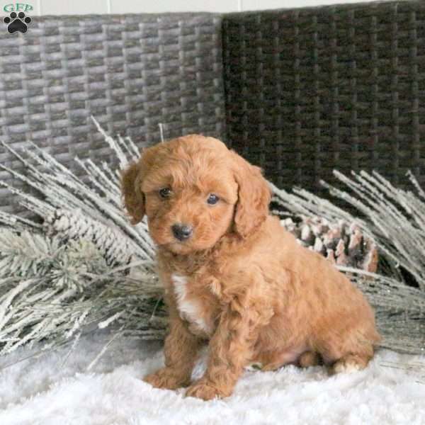 Chief, Cavapoo Puppy