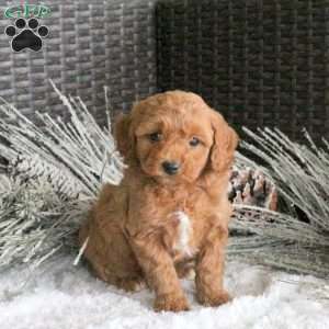 Chief, Cavapoo Puppy