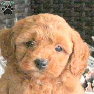 Chief, Cavapoo Puppy