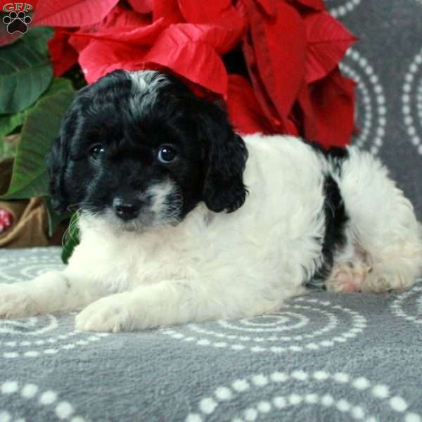 Chelsea, Cavapoo Puppy