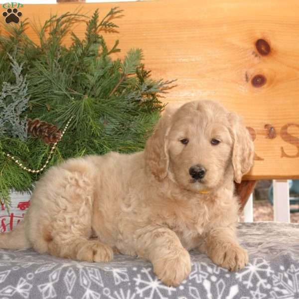 Chelsea, Goldendoodle Puppy