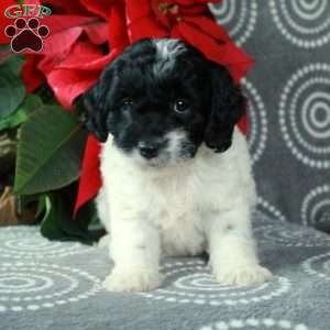 Chelsea, Cavapoo Puppy