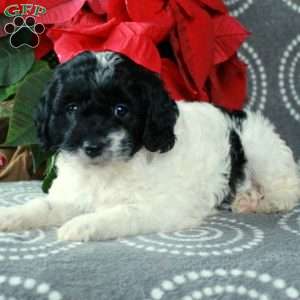 Chelsea, Cavapoo Puppy