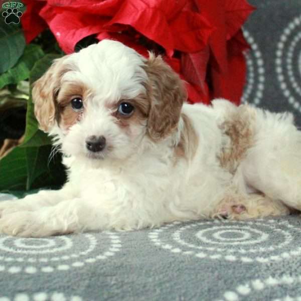 Cherry, Cavapoo Puppy