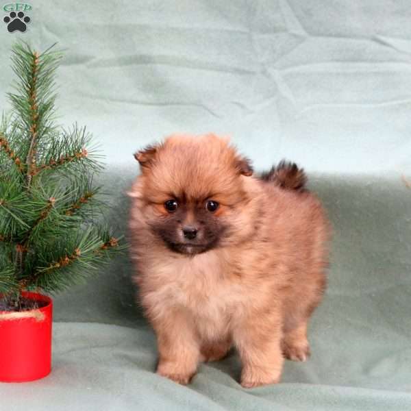 Cherry, Pomeranian Puppy