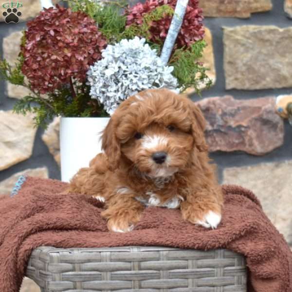 Cherry, Cavapoo Puppy