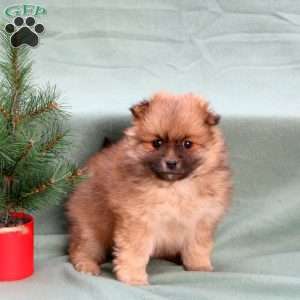 Cherry, Pomeranian Puppy