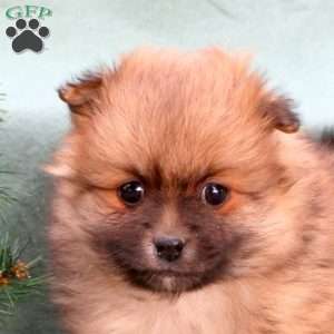 Cherry, Pomeranian Puppy