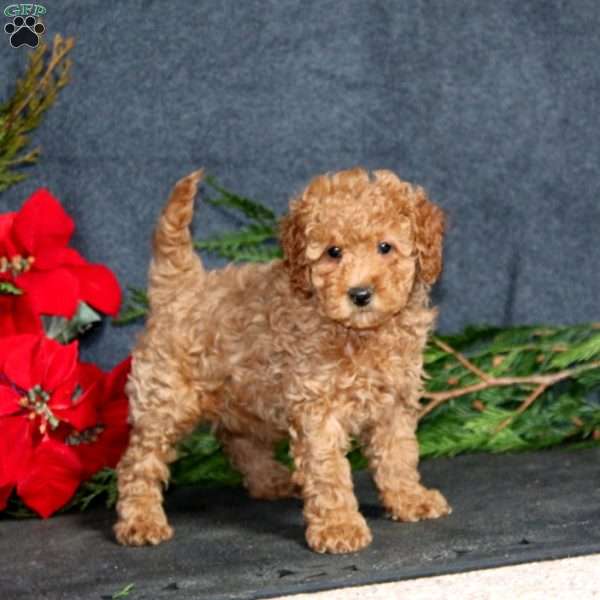 Cherry, Miniature Poodle Puppy