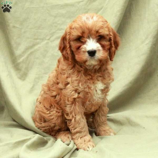 Chestnut, Cavapoo Puppy