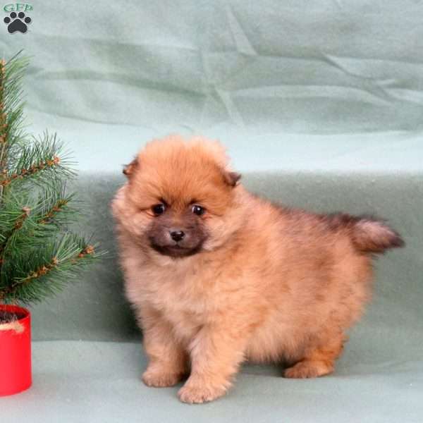 Chestnut, Pomeranian Puppy