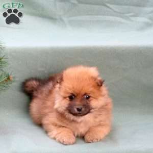 Chestnut, Pomeranian Puppy