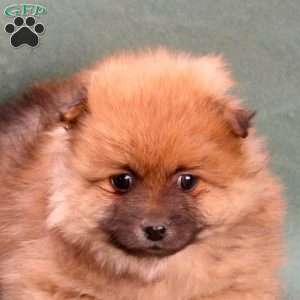 Chestnut, Pomeranian Puppy