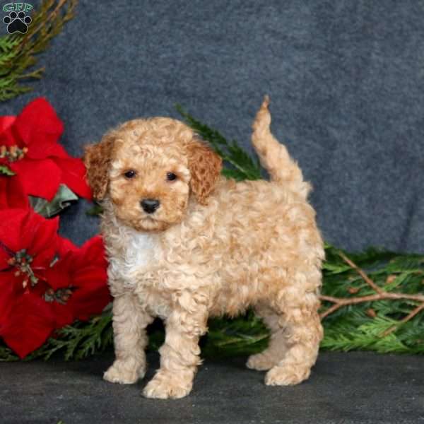 Chico, Miniature Poodle Puppy