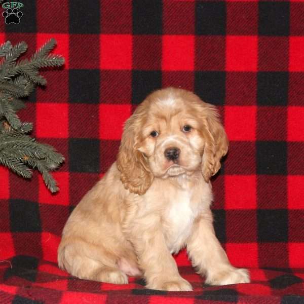 Chilly, Cocker Spaniel Puppy