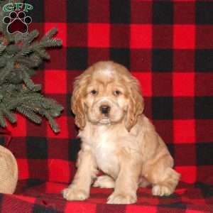 Chilly, Cocker Spaniel Puppy