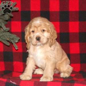 Chilly, Cocker Spaniel Puppy