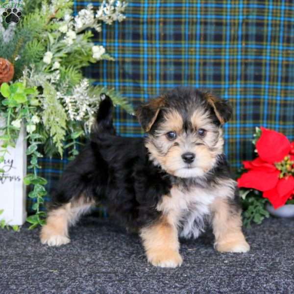 Chip, Yorkie-Chon Puppy