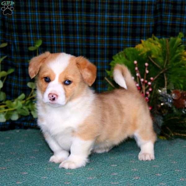 Chip, Pembroke Welsh Corgi Puppy