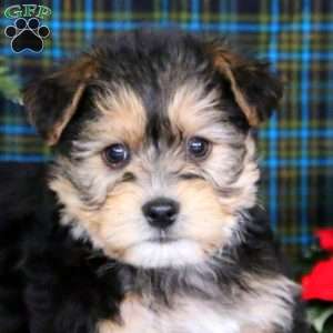 Chip, Yorkie-Chon Puppy