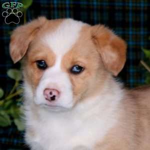 Chip, Pembroke Welsh Corgi Puppy