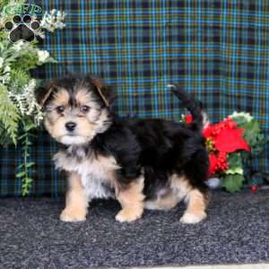 Chip, Yorkie-Chon Puppy